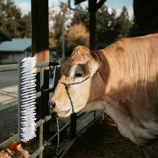 vidaXL Βούρτσες ζώων Τοίχου 50x10x6.5 εκ