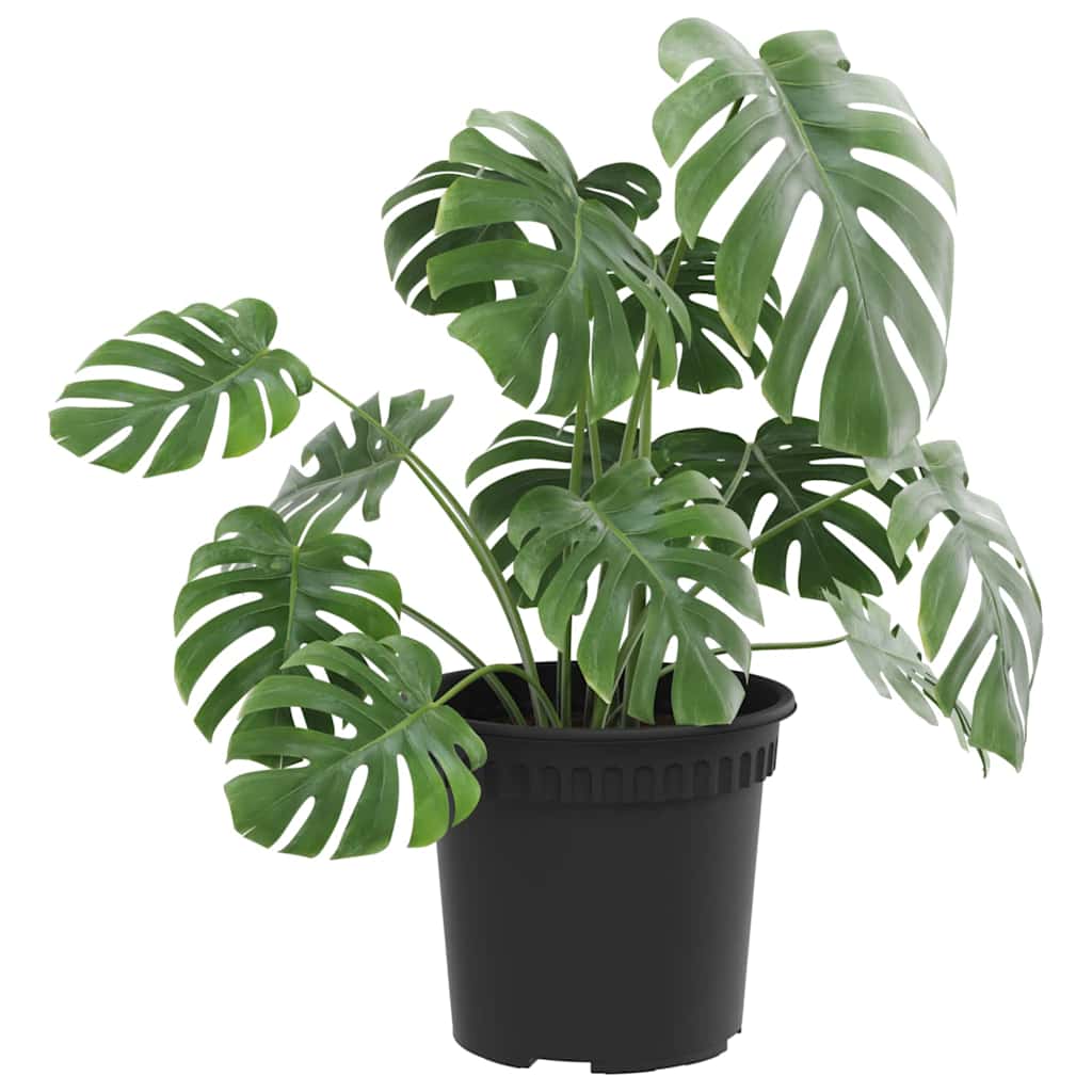 vidaXL Στρογγυλή Γλάστρα Λουλουδιών 24 pcs Μαύρο Ø 15 x 12 cm Πλαστικό